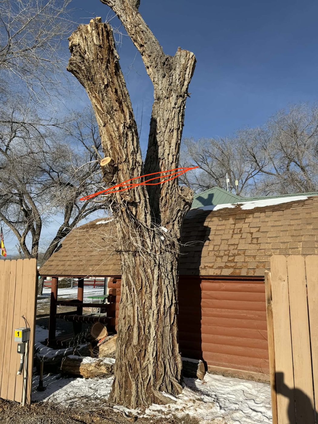 Cottonwood marked for cutting