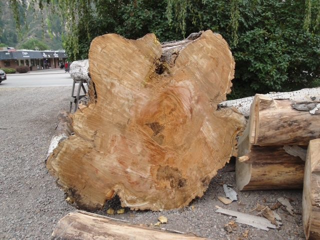 Huge urban hardwood log round