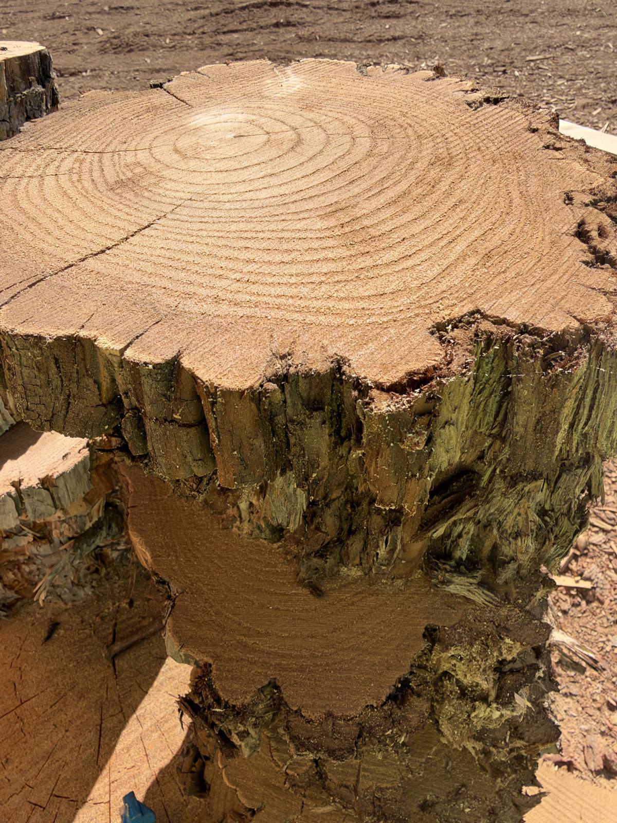 Cross section of a freshly cut log