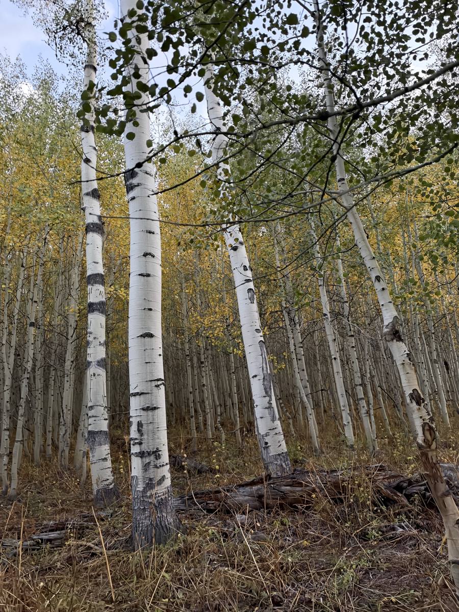 A stand of aspens turning gold
