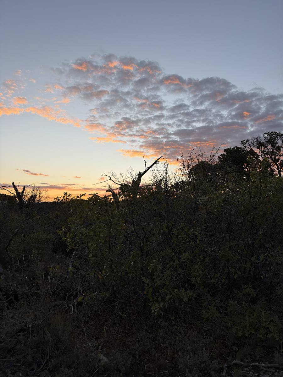 Scrub oak silhouetted against a sunset