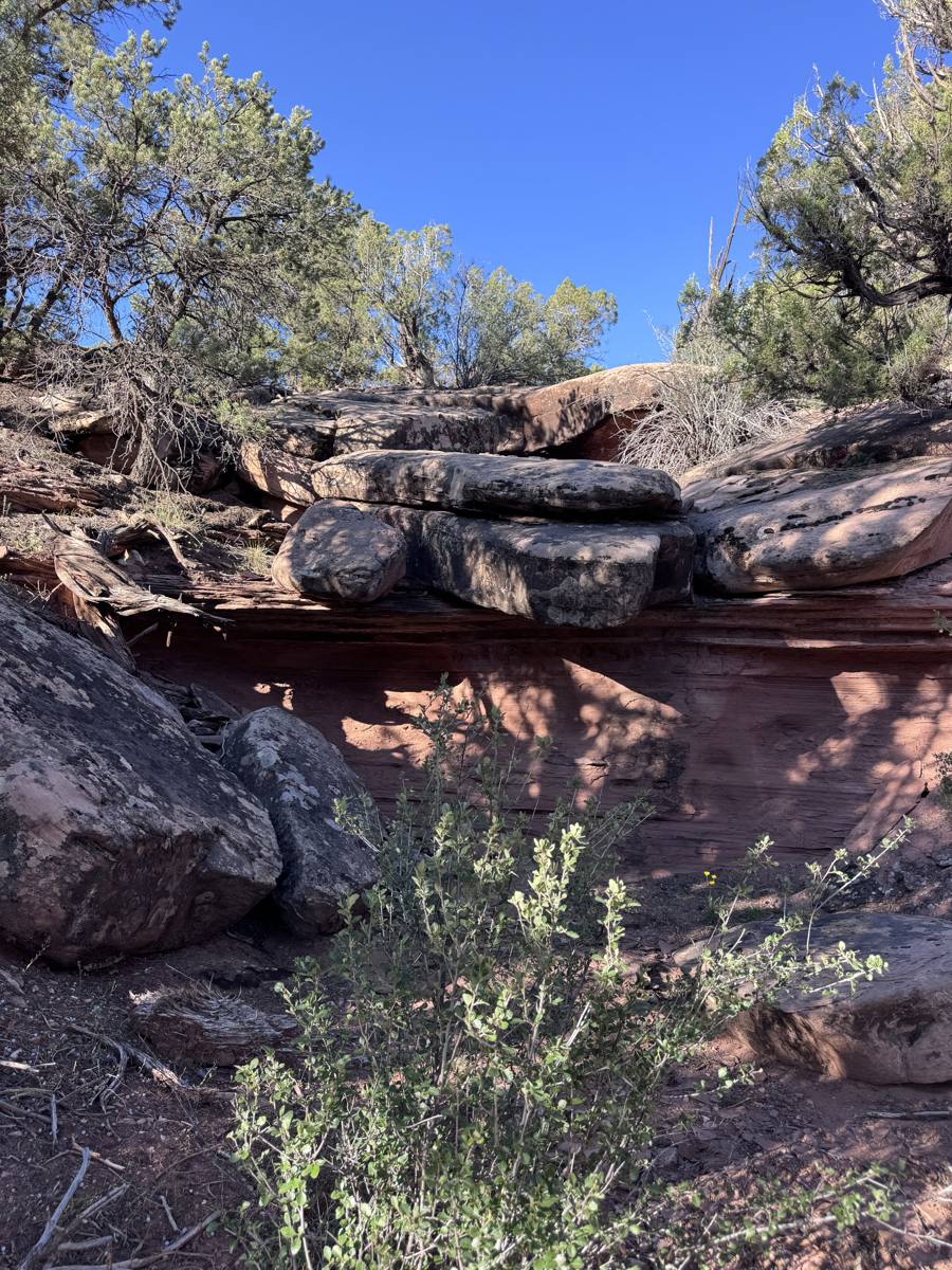 Red sandstone ledges under juniper and pinyon